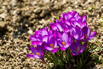 Image showing first spring flowers in garden crocus