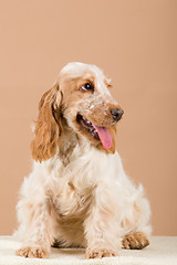 Image showing portrait of english cocker spaniel