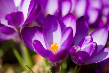 Image showing macro of first spring flowers in garden crocus