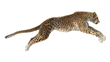 Image showing Cheetah