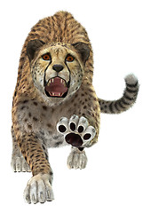 Image showing Cheetah