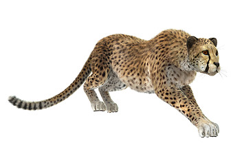 Image showing Cheetah