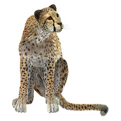 Image showing Cheetah