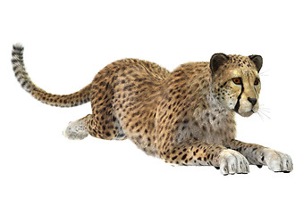 Image showing Cheetah