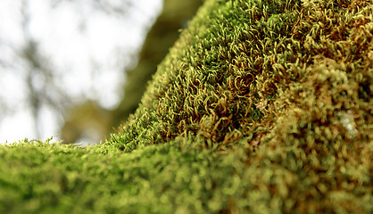 Image showing Green moss on tree trunk