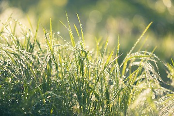 Image showing Closeup photo of fresh green grass