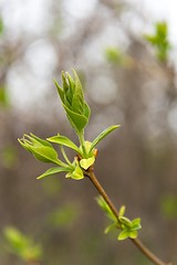 Image showing Small green leaves at spring