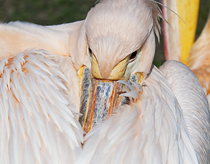 Image showing Pelican