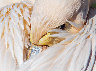 Image showing Pelican