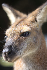 Image showing Australian Wallaby