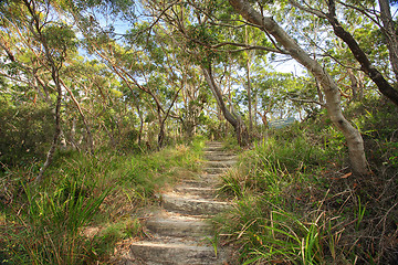 Image showing Bushwalking in Jervis Bay National Park