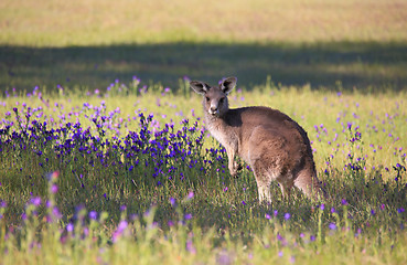 Image showing Kangaroo in a field of flowering  bushland