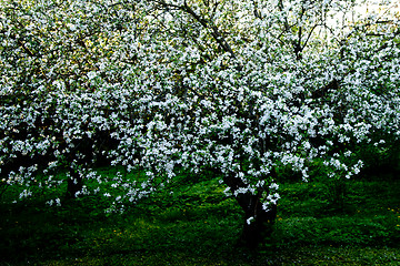 Image showing Old appletree with apple blossom of an old apple sort