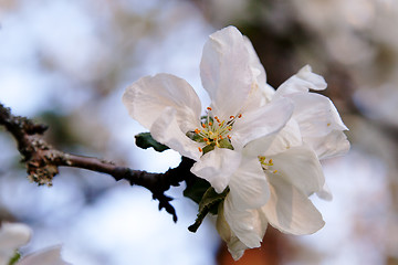 Image showing apple blossom of an old apple sort