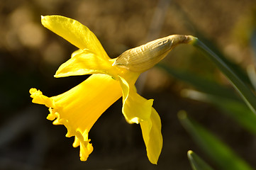 Image showing Daffodil