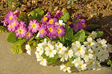 Image showing primroses in a garden 