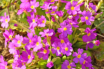 Image showing primroses in a garden 