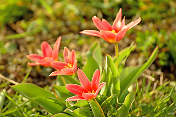 Image showing Wild tulips