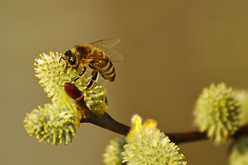 Image showing Willow blossom with bee