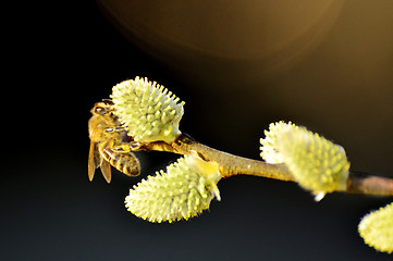 Image showing Willow blossom with bee