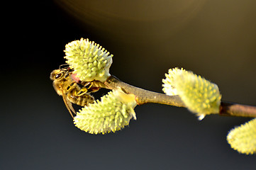 Image showing Willow blossom with bee