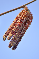 Image showing Alder blossom