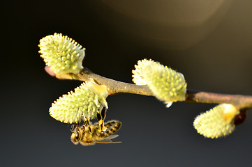 Image showing Willow blossom with bee