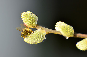 Image showing Willow blossom with bee