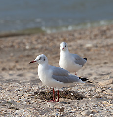Image showing Seagulls on sea beach