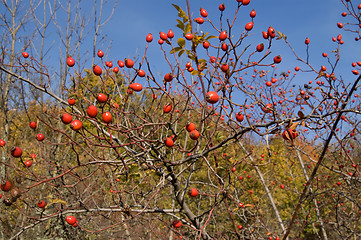 Image showing Branches of wild rose