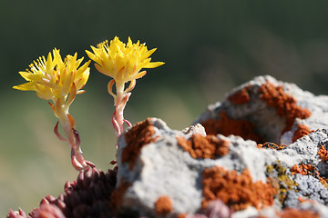 Image showing yellow flowers macro