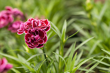 Image showing Purple Flower Macro