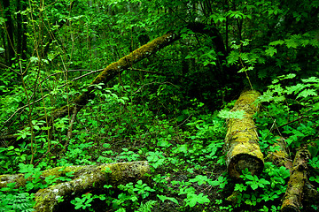 Image showing original green forest in spring in Estonia, Europe 