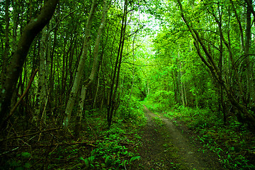 Image showing original green forest with wild garlic in spring in Estonia, Europe 