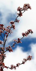 Image showing Cherry Tree