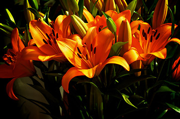 Image showing Orange Lily 
