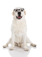 Image showing Labrador with glasses 