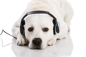 Image showing Dog and music 