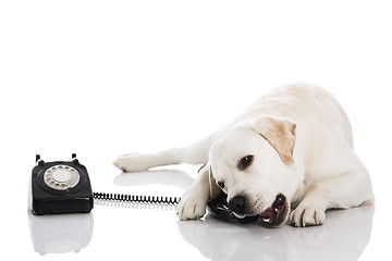 Image showing Dog and phone 