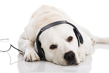 Image showing Dog and music 