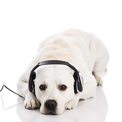 Image showing Dog and music 