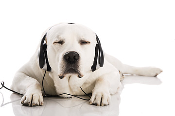 Image showing Dog and music 