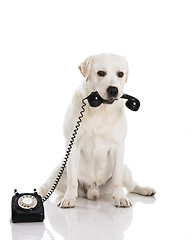 Image showing Dog and phone 