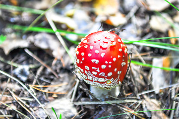 Image showing little amanita mushroom