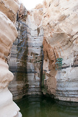 Image showing Water spring in a desert