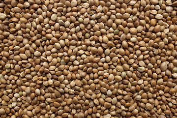 Image showing Hemp seeds background