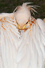 Image showing Pelican