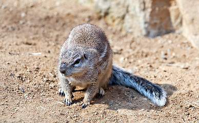 Image showing Cape ground squirrel