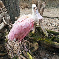 Image showing Spoonbill