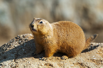 Image showing Black-tailed prairie dog